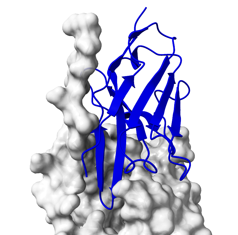 MGX-101 single-domain antibody in structural complex with target antigen